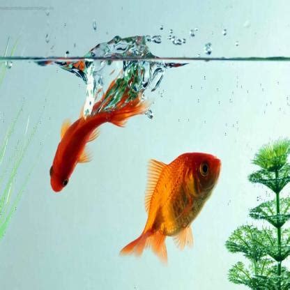 Image result for Java Code Fish