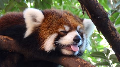 Pin by Ricardo Ruiz on Animales lindos | Red panda, Panda wallpapers ...