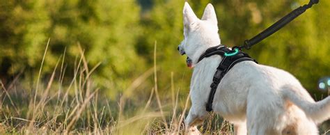 Image result for Alien Rear