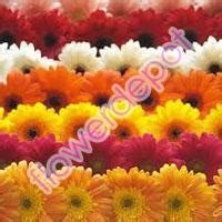 Fresh Cut Flowers,Fresh Carnation Flowers Suppliers from Karnataka