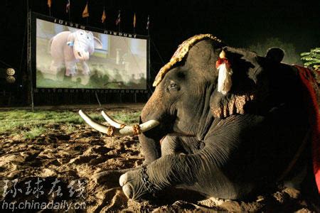 组图：泰国大象集体观看动画片_新闻中心_新浪网