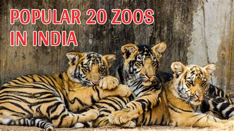 List Of 20 Popular Zoos In India - India Travel Blog
