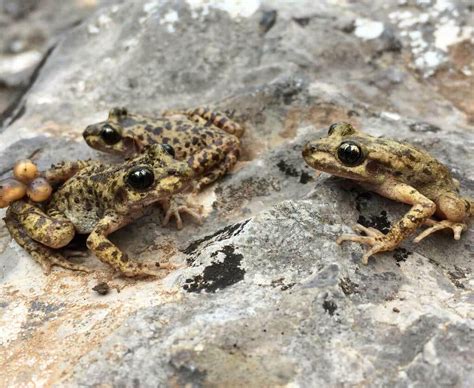 What is Chytridiomycosis?