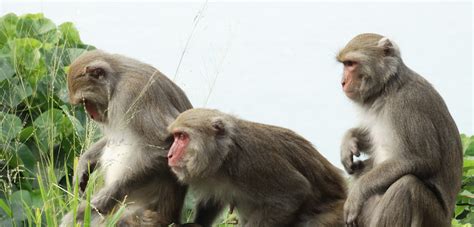 Macaques - Facts, Habitat, Endangered Status | Species Spotlight