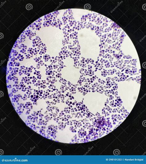 Saccharomyces Cerevisiae Microscope