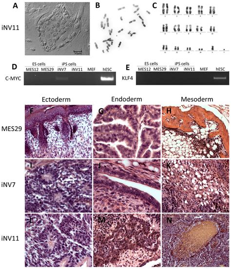 Cell Type 的图像结果