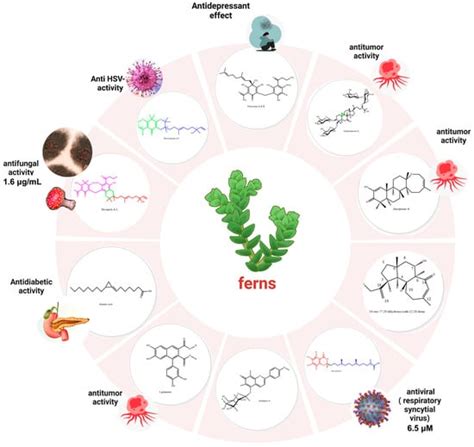 Insights into Chemical Diversity and Potential Health-Promoting Effects ...