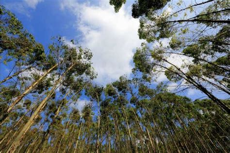 Image result for Eucalyplus Pulp