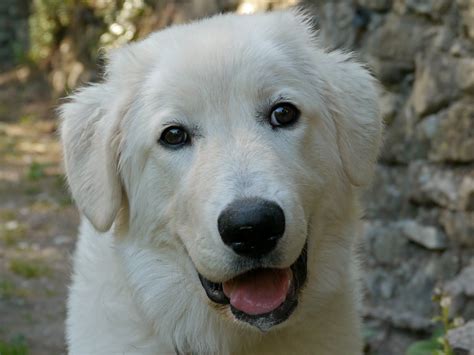 Maremma Sheepdog | Maremma dog, Livestock guardian dog, Maremma sheepdog