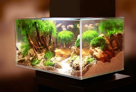 125 Gallon Aquarium Lbs - Rin Aquarium Fish