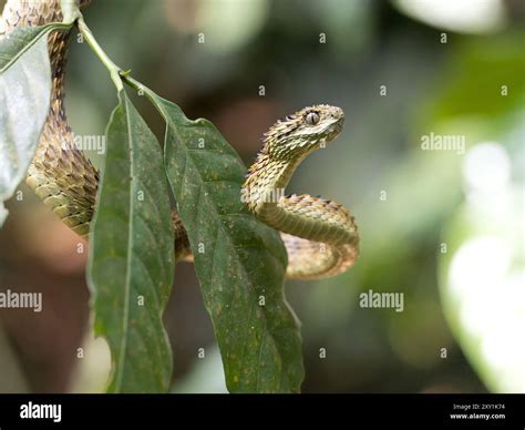 African Hairy Bush Viper Snake (Atheris hispida) on tree branch in ...