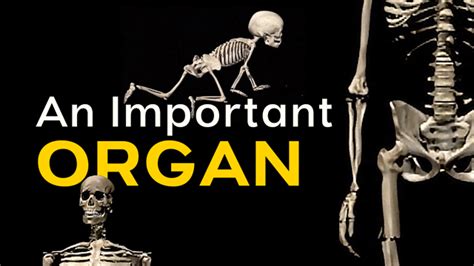 Image result for Human Skeleton Function