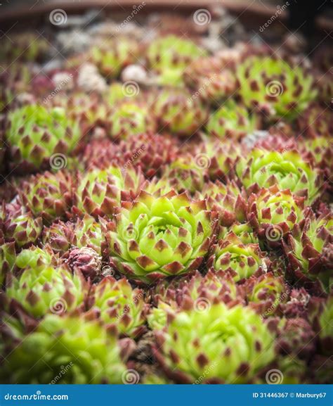 Hen and Chick Plant stock image. Image of echeveria, floral - 31446367