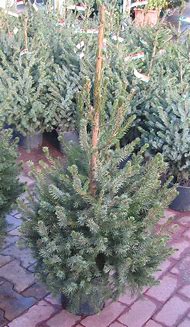 Image result for Picea Omorika