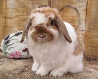 Image result for Broken Orange Holland Lop