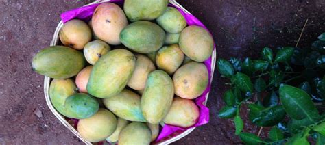 Mangoes: The fruit that holds my fragile relation with my father together
