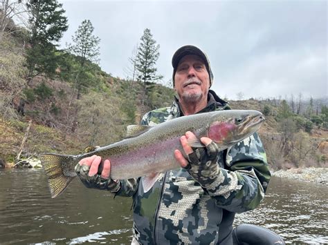 Trinity River Fish Report - Trinity River - Trinity River weekly ...