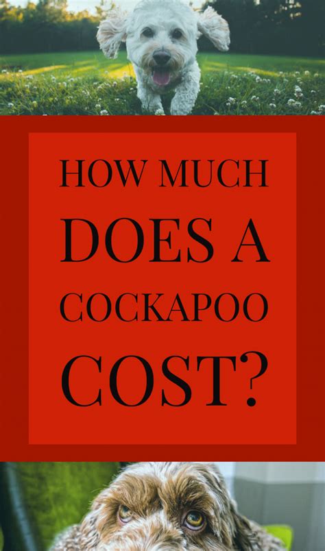 Image result for Cost for Cockapoo