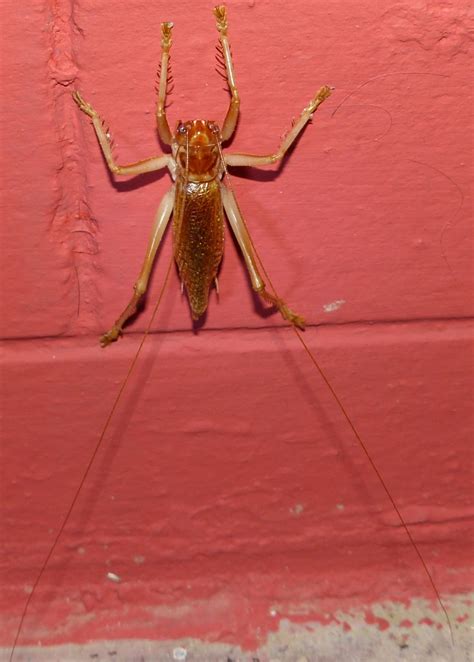 The violent and royal history of cricket matches in China