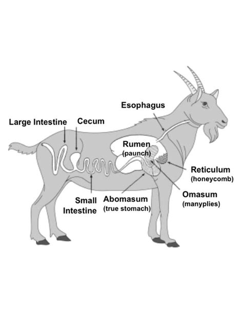 Image result for Goat Digestive System