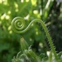 Image result for Tendrils