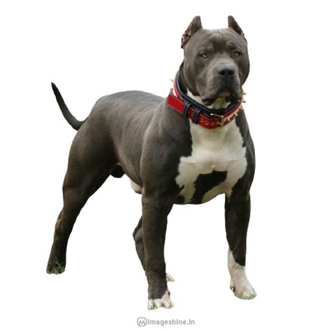 100+ Animal PNG Images HD free Download