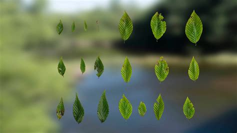 Anydrafts Fagus Leaves Textures Pack 3D Model - TurboSquid 2322698