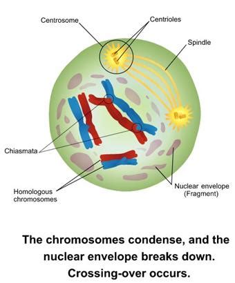 Meiosis I — lesson. Science State Board, Class 9.
