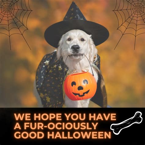 TAHOMA VETERINARY HOSPITAL - Spanaway WA - Hours, Directions, Reviews ...