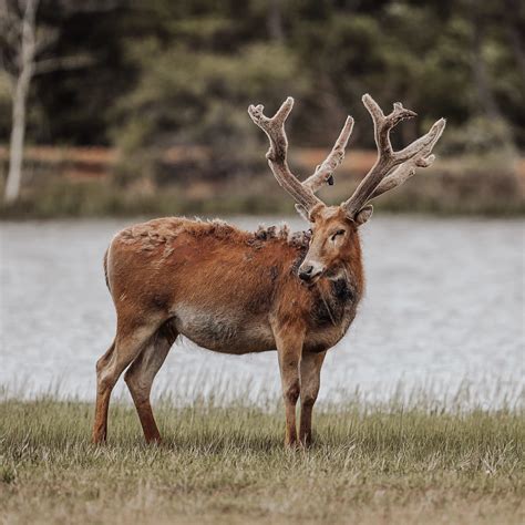 Pere David’s Deer | FictionRulezForever Wiki | Fandom