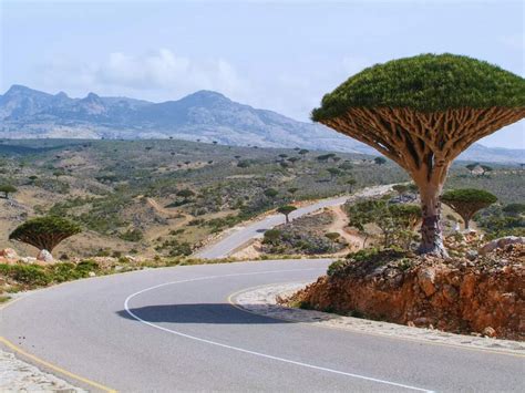 Socotra: The mysterious 'Alien Island' of the Indian Ocean