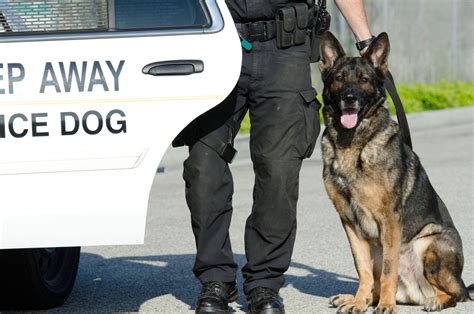 Can Police Dogs Smell Thc Carts at Timothy Votaw blog
