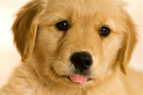 🔥 [50+] Cute Golden Retriever Puppies Wallpapers | WallpaperSafari
