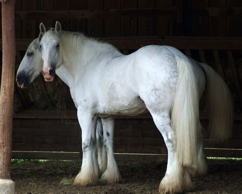 Rare Horse Breeds