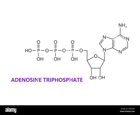 Atp Molecule Labeled Answered: Part 1: The Structure Of ATP TP