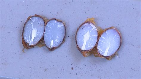 How accurate are persimmon seeds in predicting winter weather? | WHNT.com