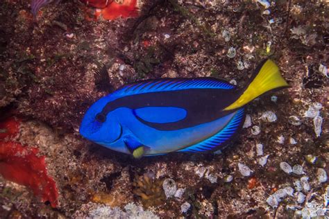 Royal Blue Tang Fish Dory