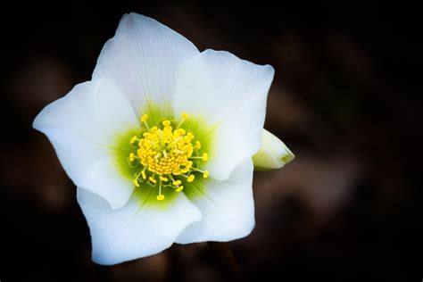 Helleborus niger white flower | Premium Photo