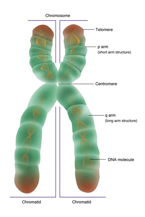 Image result for Chromosome Microarray Test