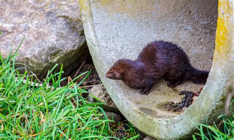 Mink Poop: Everything You've Ever Wanted to Know - A-Z Animals