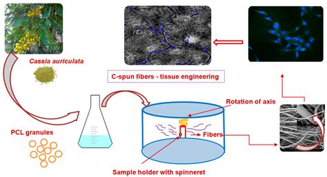 Investigation on Centrifugally Spun Fibrous PCL/3-Methyl Mannoside Mats ...