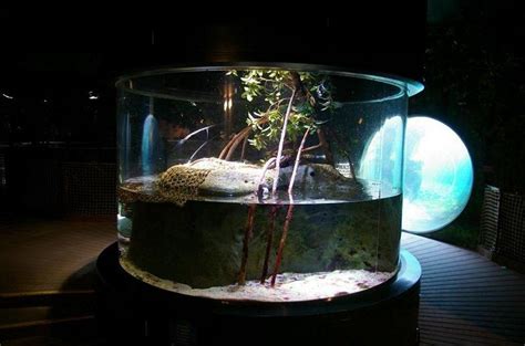 ZooLex Image - Fiddler Crab & Four-eyed Fish Tank