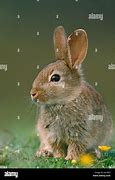 Image result for Rabbit in a Burrow