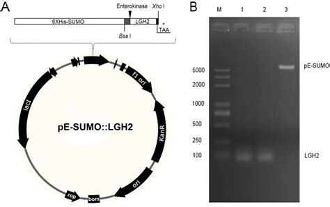 Identification, Recombinant Expression, and Characterization of LGH2, a ...