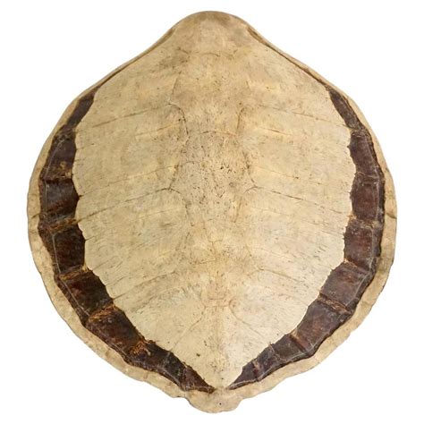 Sea Turtle Shell 的图像结果