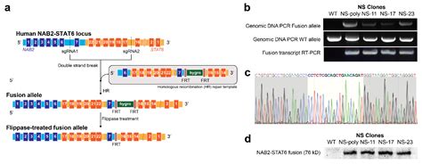Reduction of Tumor Growth with RNA-Targeting Treatment of the NAB2 ...