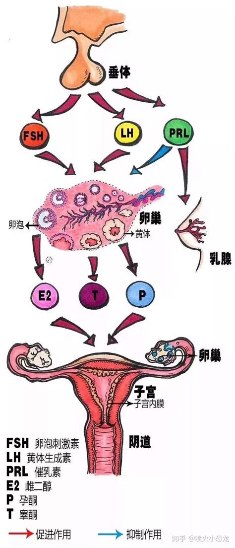 月经刚结束夫妻就同房会怀孕吗？成功的概率有多高？ - 姐妹邦