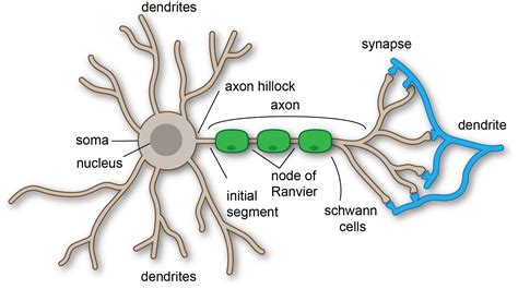 Cells of the Nervous System - TeachMePhysiology