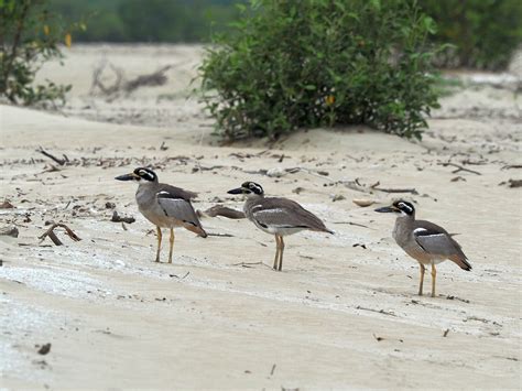 Beach Thick-knee (Beach Stone-curlew) - eBird