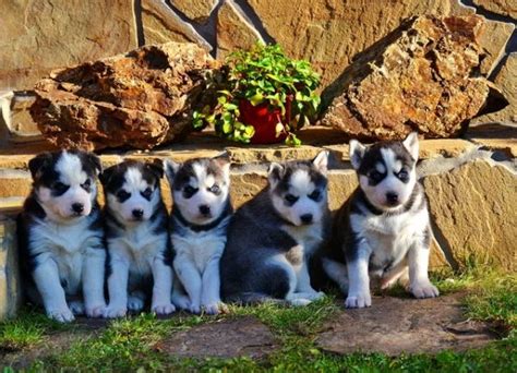 Welpen siberian husky | kleintiermarkt.com
